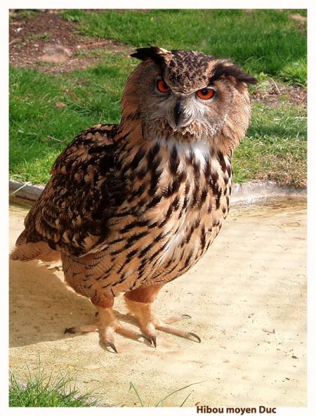 mon reve avoir un hibou